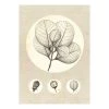 Komar Tableau déco Transparent Leaf - Papier - Beige / Blanc