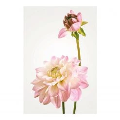 Komar Tableau déco Dahlia - Papier - Multicolore