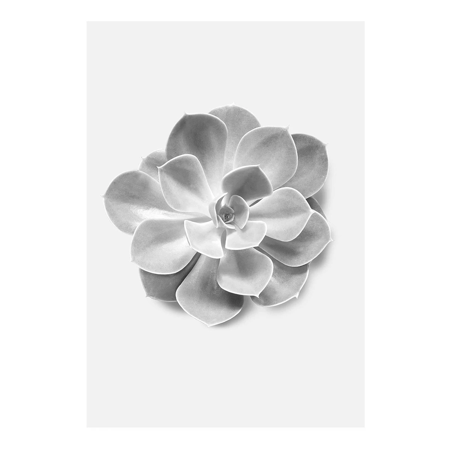 Komar Tableau déco Succulent Aeonium - Papier - Noir / Blanc