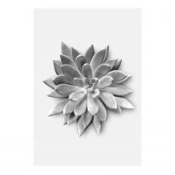 Komar Tableau déco Succulent Agave - Papier - Noir / Blanc