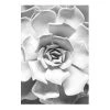 Komar Tableau déco Succulent Closeup - Papier - Noir / Blanc