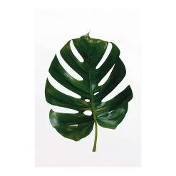 Komar Tableau déco Monstera Leaf - Papier - Vert / Blanc