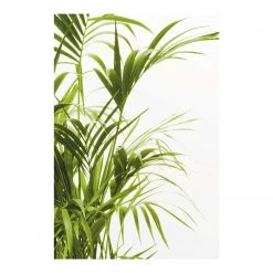 Komar Tableau déco Reed Leaves - Papier - Vert / Blanc