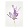 Komar Tableau déco Autumn Crocus - Papier - Violet / Blanc