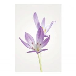 Komar Tableau déco Autumn Crocus - Papier - Violet / Blanc