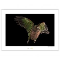 Komar Tableau déco Imperial Parrot - Papier - Marron / Noir