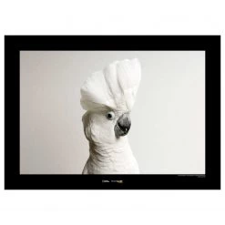 Komar Tableau déco White Cockatoo - Papier - Marron / Noir