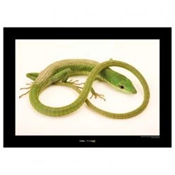 Komar Tableau déco Green Grass Lizard - Papier - Vert / Blanc