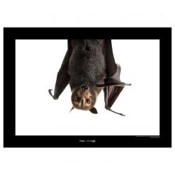 Komar Tableau déco Spectacled Flying Fox - Papier - Marron / Noir