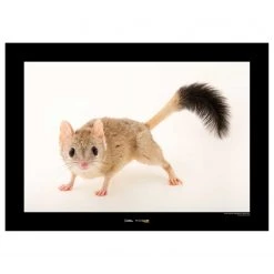 Komar Tableau déco Kowari - Papier - Marron / Noir