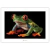 Komar Tableau déco Red-eyed Treefrog - Papier - Multicolore