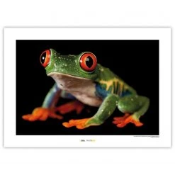 Komar Tableau déco Red-eyed Treefrog - Papier - Multicolore
