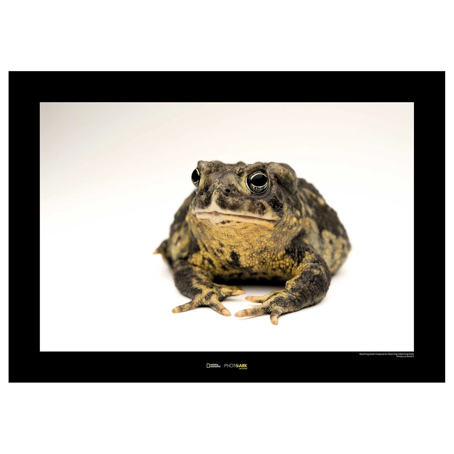 Komar Tableau déco Wyoming Toad - Papier - Marron / Noir