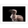 Komar Tableau déco African White Vulture - Papier - Marron / Noir
