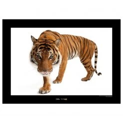 Komar Tableau déco Malayan Tiger - Papier - Marron / Noir