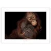 Komar Tableau déco Bornean Orangutan - Papier - Marron / Noir