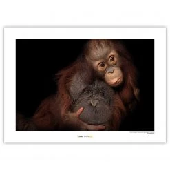 Komar Tableau déco Bornean Orangutan - Papier - Marron / Noir
