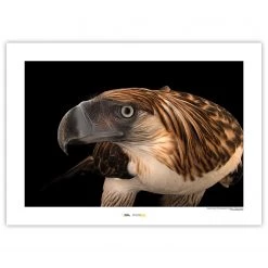 Komar Tableau déco Philippine Eagle - Papier - Marron / Noir
