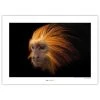 Komar Tableau déco Golden-headed Lion Tamarin - Papier - Marron / Noir