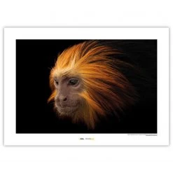 Komar Tableau déco Golden-headed Lion Tamarin - Papier - Marron / Noir