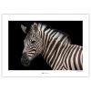 Komar Tableau déco Damara Zebra - Papier - Noir / Blanc