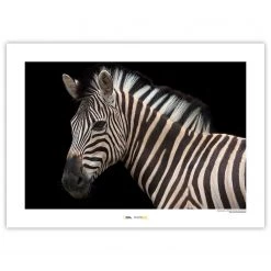 Komar Tableau déco Damara Zebra - Papier - Noir / Blanc