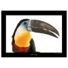 Komar Tableau déco Channel-billed Toucan - Papier - Multicolore