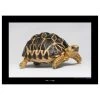 Komar Tableau déco Burmese Star Tortoise - Papier - Marron / Noir