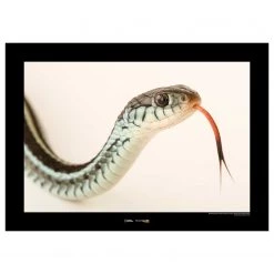 Komar Tableau déco Bluestripe Garter Snake - Papier - Marron / Noir