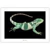 Komar Tableau déco Fiji Island Banded Iguana - Papier - Vert / Blanc