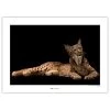 Komar Tableau déco Iberian Lynx - Papier - Marron / Noir
