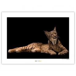 Komar Tableau déco Iberian Lynx - Papier - Marron / Noir