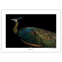 Komar Tableau déco Java Green Peafowl - Papier - Multicolore