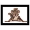 Komar Tableau déco Koala - Papier - Marron / Noir
