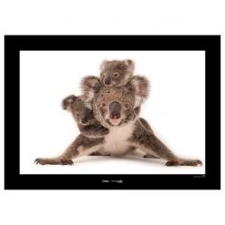 Komar Tableau déco Koala - Papier - Marron / Noir