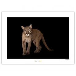 Komar Tableau déco Florida Panther - Papier - Marron / Noir