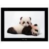 Komar Tableau déco Giant Panda - Papier - Marron / Noir