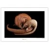 Komar Tableau déco White Bellied Pangolin - Papier - Marron / Noir