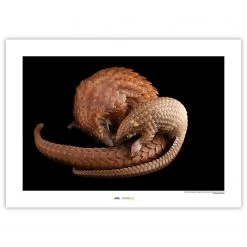 Komar Tableau déco White Bellied Pangolin - Papier - Marron / Noir