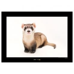 Komar Tableau déco Black-footed Ferret - Papier - Marron / Noir