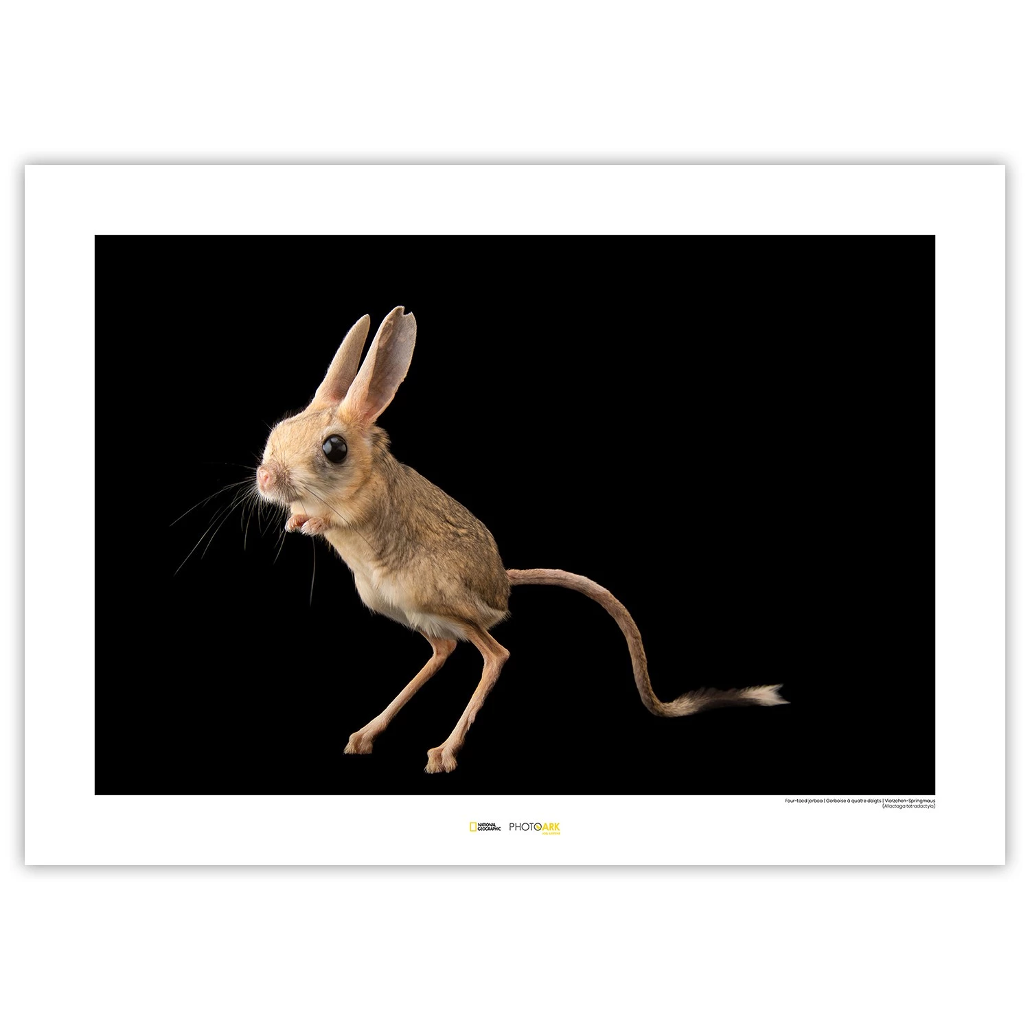 Komar Tableau déco Four-toed Jerboa - Papier - Marron / Noir