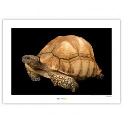 Komar Tableau déco Ploughshare Tortoise - Papier - Marron / Noir