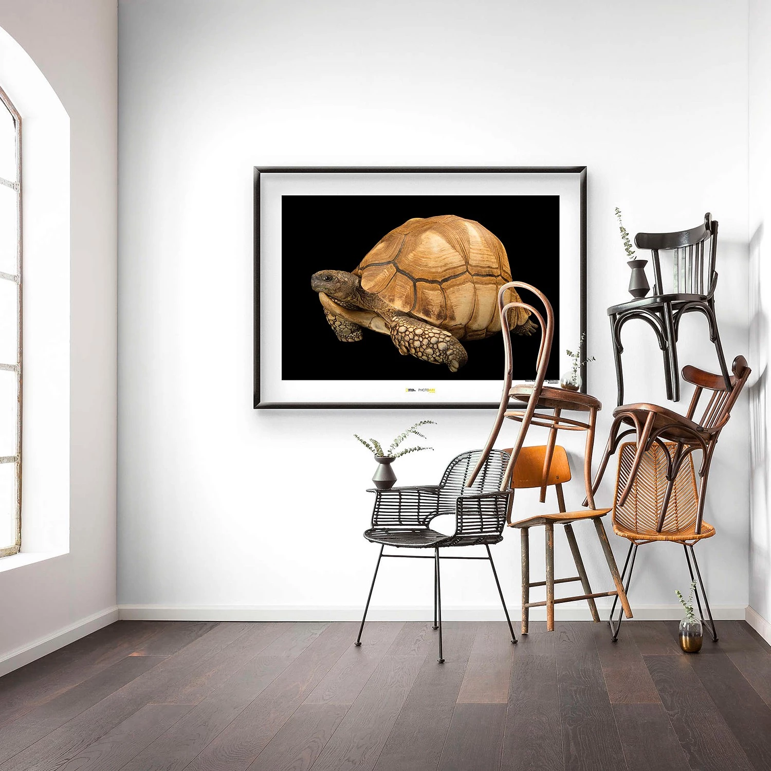 Komar Tableau déco Ploughshare Tortoise - Papier - Marron / Noir – Image 2
