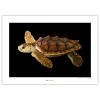 Komar Tableau déco Loggerhead Sea Turtle - Papier - Marron / Noir / Blanc