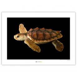 Komar Tableau déco Loggerhead Sea Turtle - Papier - Marron / Noir / Blanc