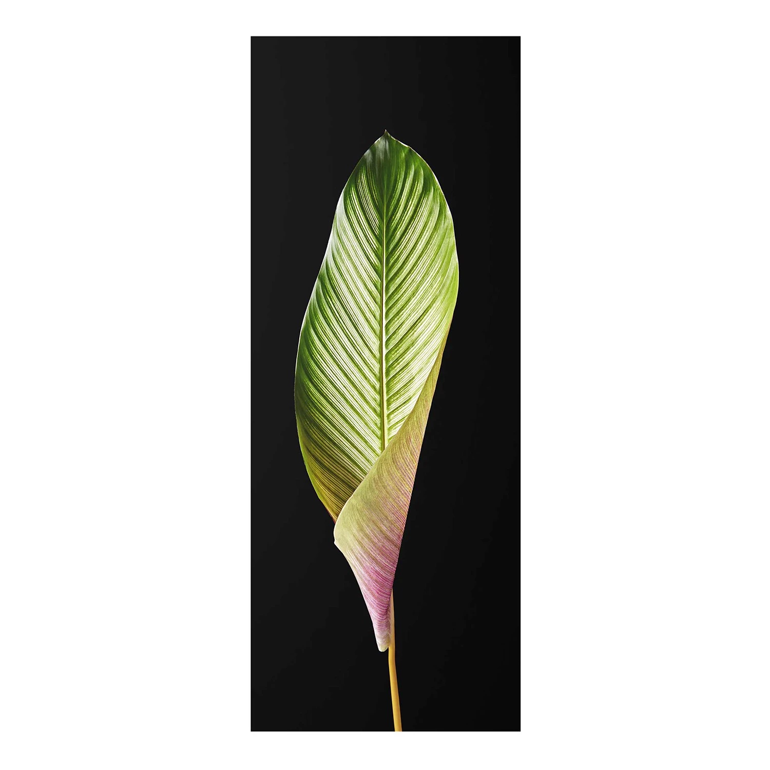 Bilderwelten Tableau en verre Calathea-ornata - Noir et vert - 50 x 125 x 0,4 cm