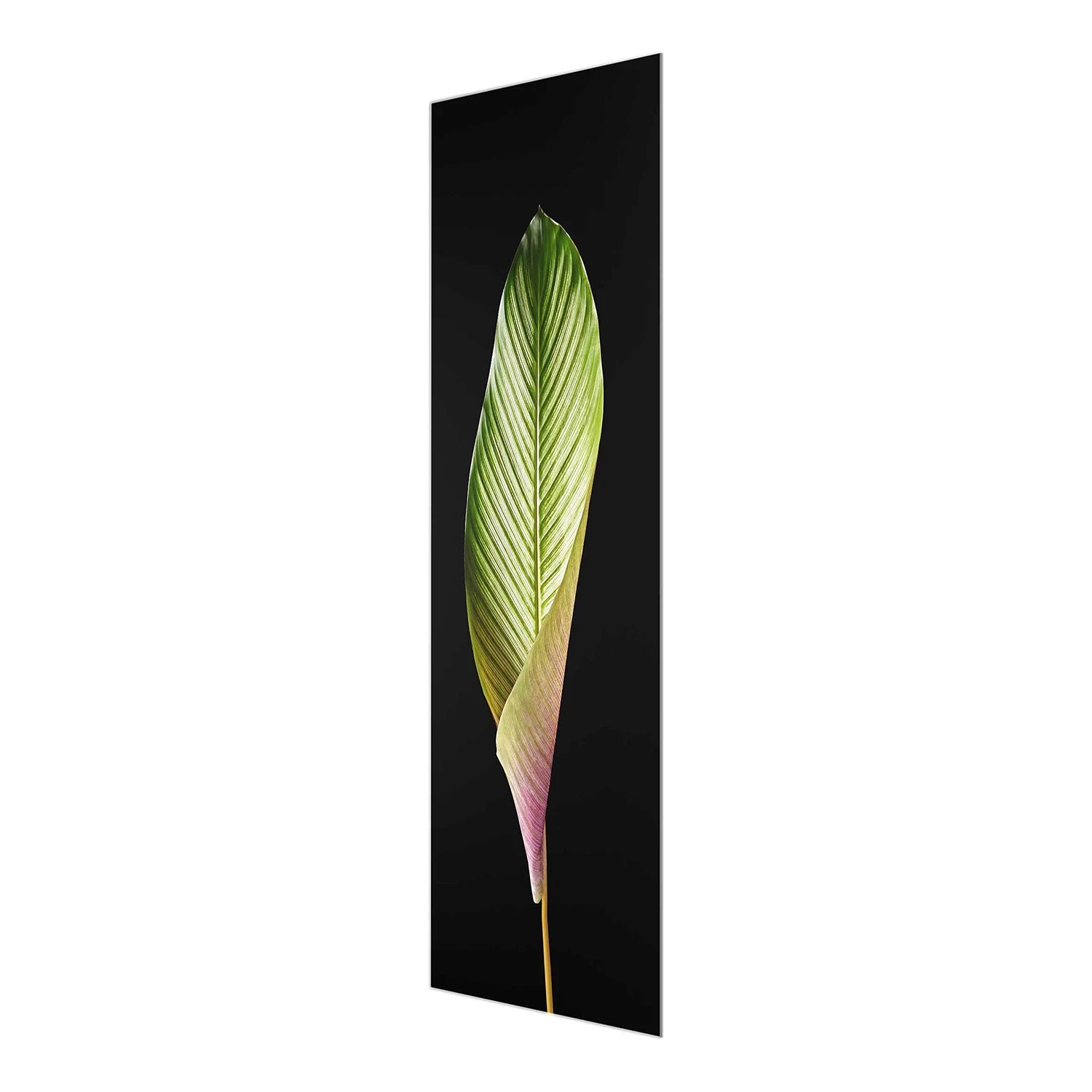 Bilderwelten Tableau en verre Calathea-ornata - Noir et vert - 50 x 125 x 0,4 cm – Image 6