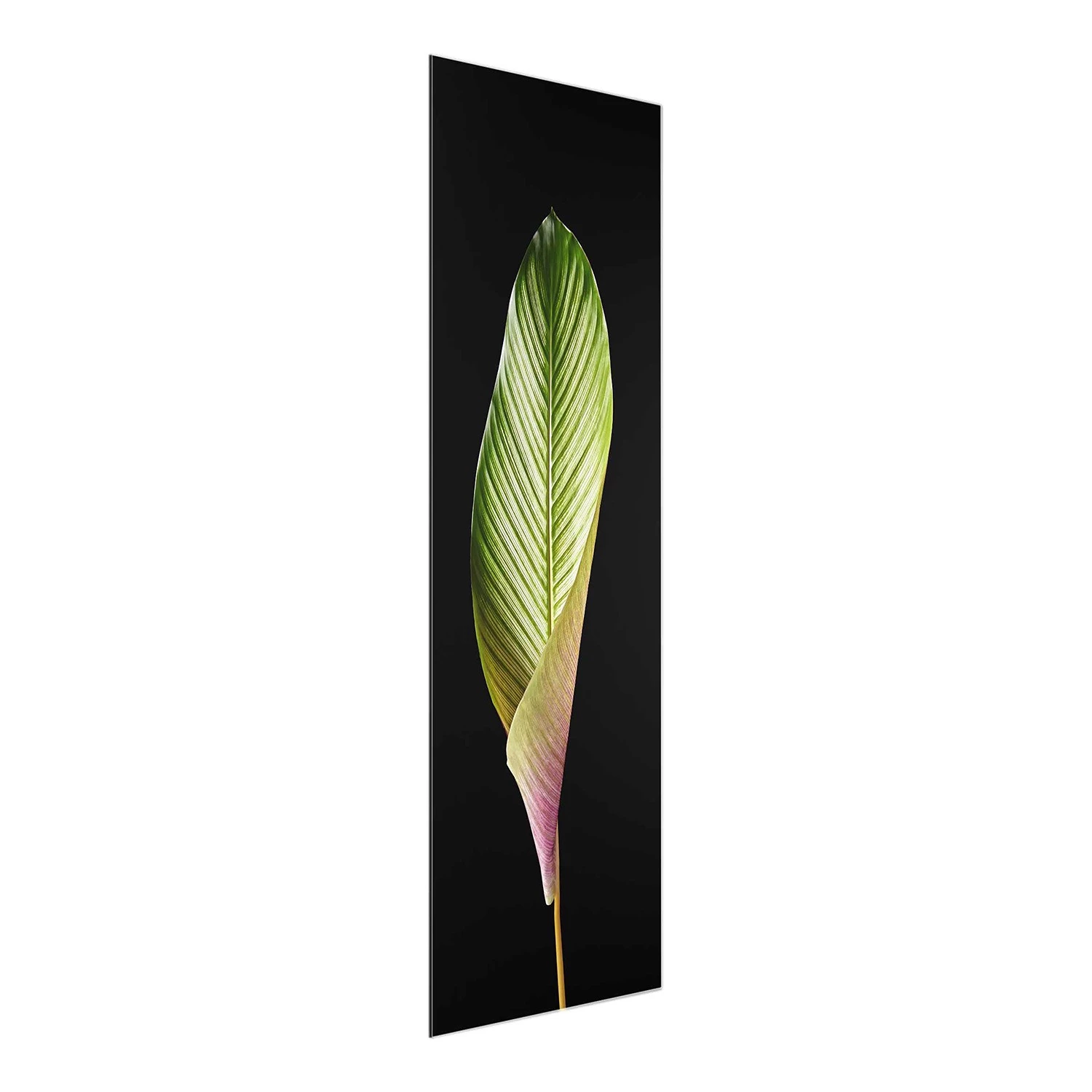 Bilderwelten Tableau en verre Calathea-ornata - Noir et vert - 50 x 125 x 0,4 cm – Image 7