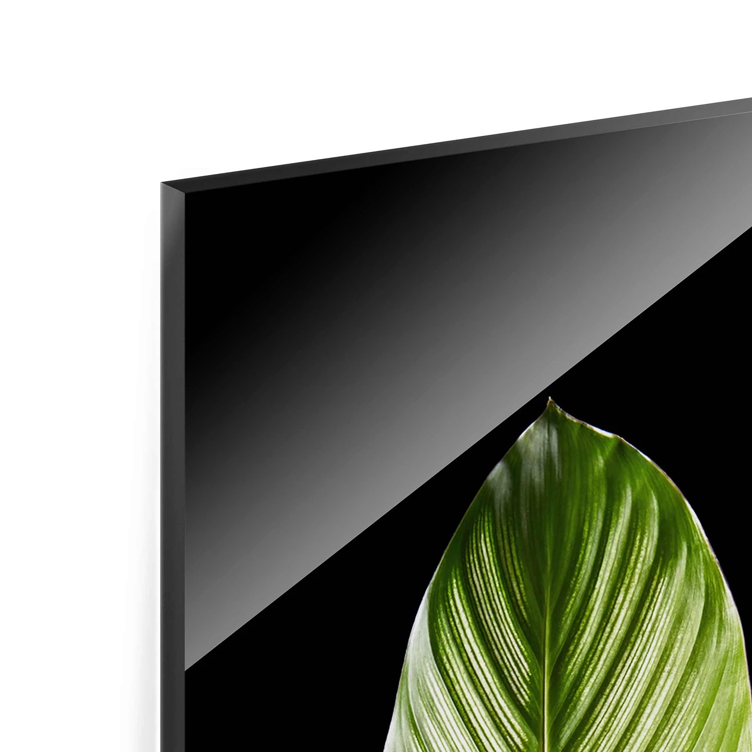 Bilderwelten Tableau en verre Calathea-ornata - Noir et vert - 50 x 125 x 0,4 cm – Image 8