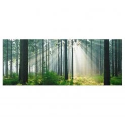 Bilderwelten Tableau en verre Enlightened Forest - Vert - 125 x 50 x 0,4 cm